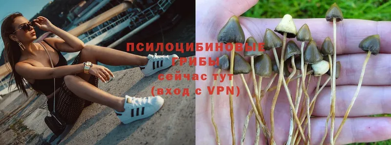 Галлюциногенные грибы MAGIC MUSHROOMS  где можно купить наркотик  Майский 